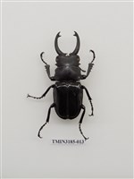 藏品(鬼艷鍬形蟲)的圖片